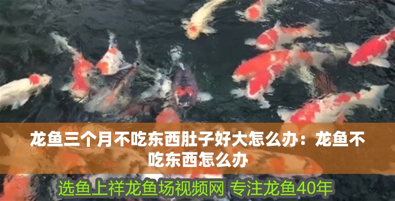 龍魚三個月不吃東西肚子好大怎么辦：龍魚不吃東西怎么辦