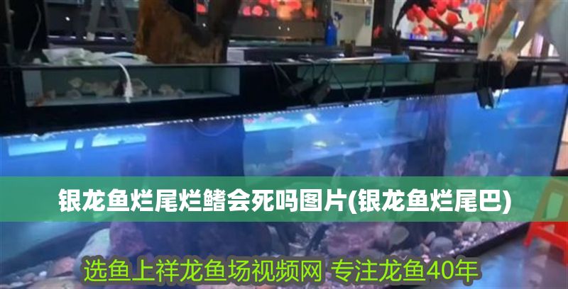 銀龍魚爛尾爛鰭會死嗎圖片(銀龍魚爛尾巴)