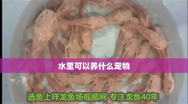 水里可以養什么寵物