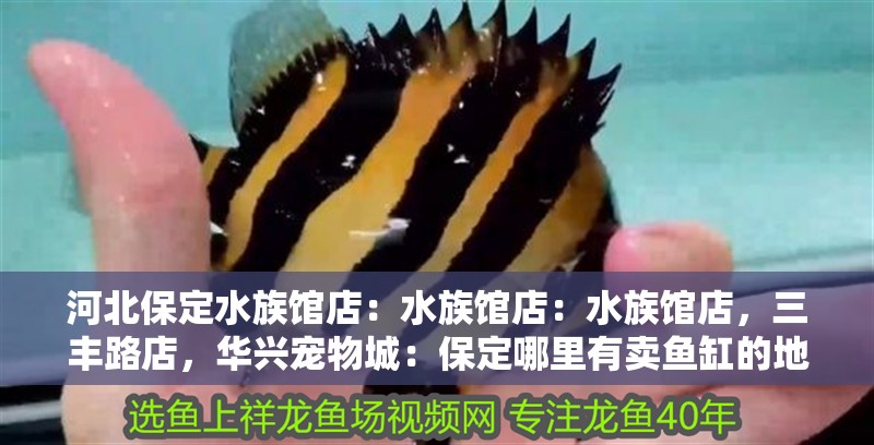 河北保定水族館店：水族館店：水族館店，三豐路店，華興寵物城：保定哪里有賣魚缸的地方？