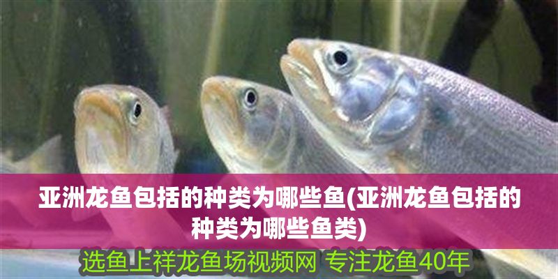 亞洲龍魚包括的種類為哪些魚(亞洲龍魚包括的種類為哪些魚類)