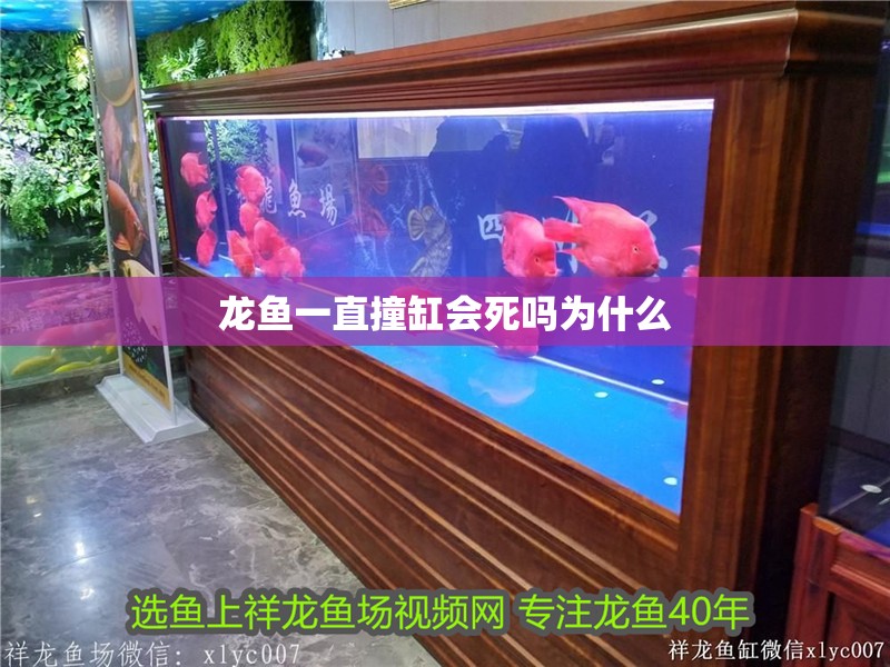 龍魚一直撞缸會死嗎為什么
