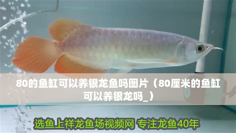 80的魚缸可以養(yǎng)銀龍魚嗎圖片（80厘米的魚缸可以養(yǎng)銀龍嗎_）
