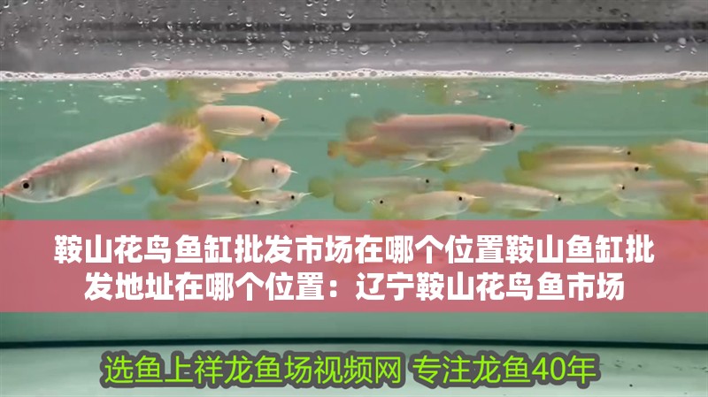 鞍山花鳥魚缸批發(fā)市場在哪個位置鞍山魚缸批發(fā)地址在哪個位置：遼寧鞍山花鳥魚市場 鞍山花鳥魚缸批發(fā)市場在哪個位置鞍山魚缸批發(fā)地址在哪個位置：遼寧鞍山花鳥魚市場 魚缸百科
