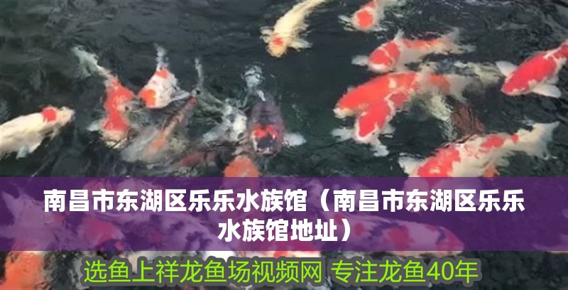 南昌市東湖區樂樂水族館（南昌市東湖區樂樂水族館地址）