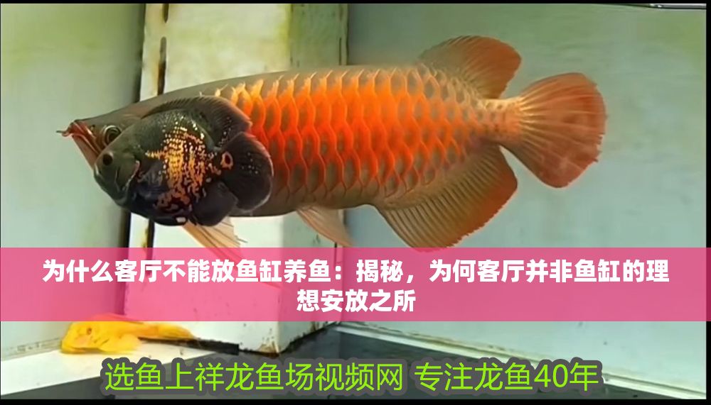 為什么客廳不能放魚缸養魚：揭秘，為何客廳并非魚缸的理想安放之所