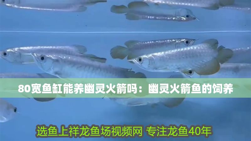 80寬魚缸能養幽靈火箭嗎：幽靈火箭魚的飼養