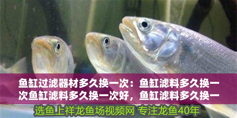 魚缸過濾器材多久換一次：魚缸濾料多久換一次魚缸濾料多久換一次好，魚缸濾料多久換一次好