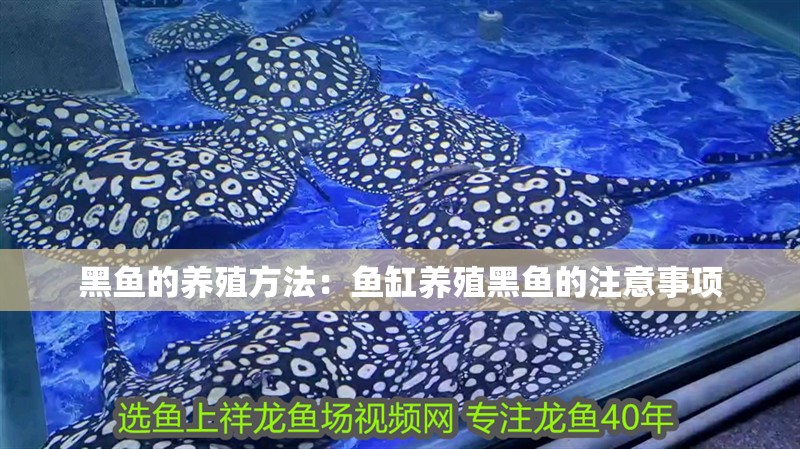 黑魚的養殖方法：魚缸養殖黑魚的注意事項