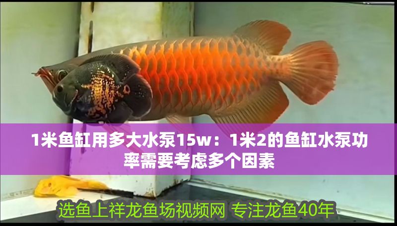 1米魚缸用多大水泵15w：1米2的魚缸水泵功率需要考慮多個因素 1米魚缸用多大水泵15w：1米2的魚缸水泵功率需要考慮多個因素 魚缸百科 第2張