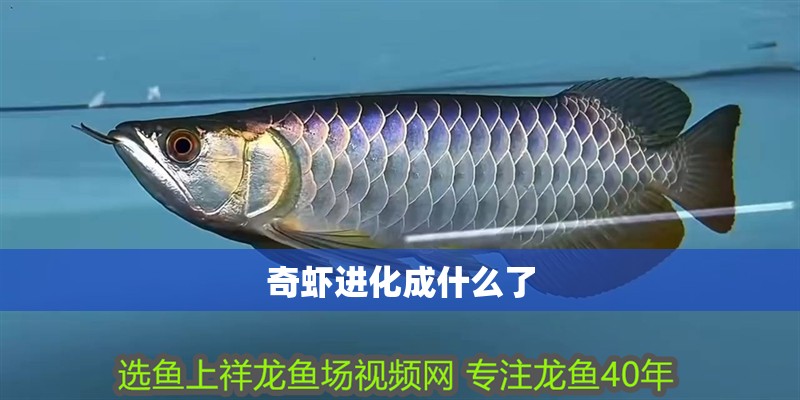 奇蝦進(jìn)化成什么了