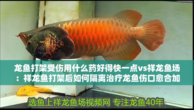 龍魚打架受傷用什么藥好得快一點vs祥龍魚場：祥龍魚打架后如何隔離治療龍魚傷口愈合加速技巧