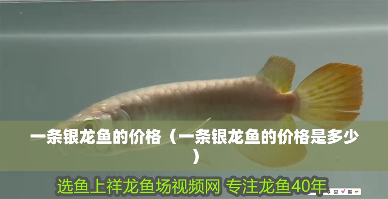 一條銀龍魚的價格（一條銀龍魚的價格是多少）