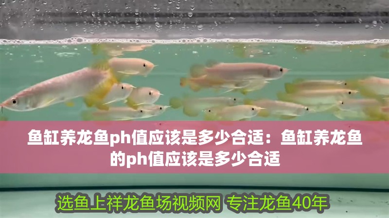 魚缸養龍魚ph值應該是多少合適：魚缸養龍魚的ph值應該是多少合適