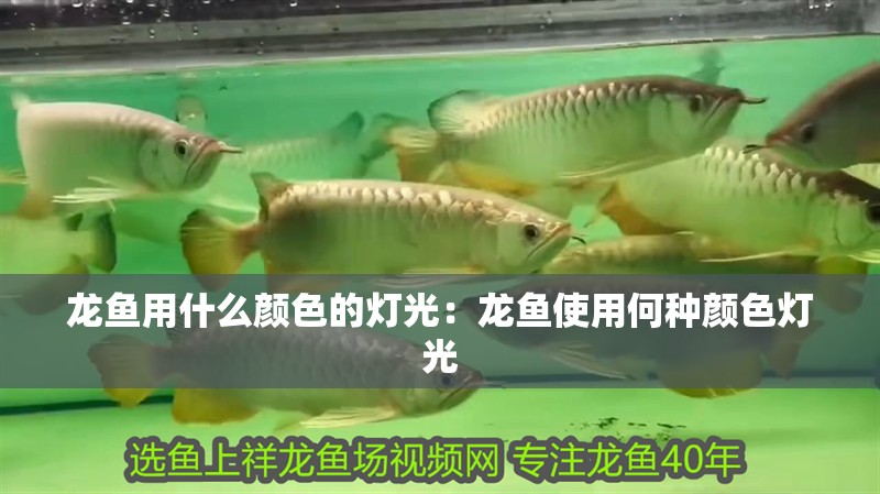 龍魚用什么顏色的燈光：龍魚使用何種顏色燈光