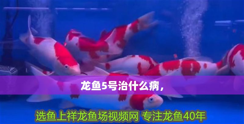 龍魚5號治什么病，