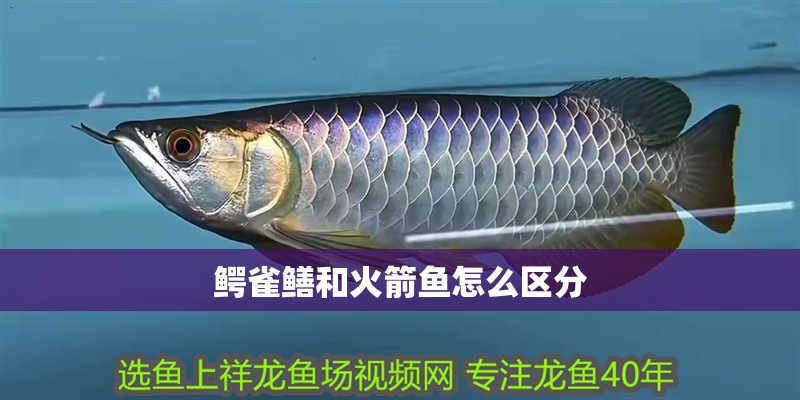 鱷雀鱔和火箭魚怎么區(qū)分