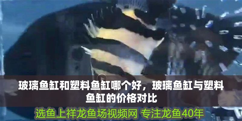 玻璃魚缸和塑料魚缸哪個好，玻璃魚缸與塑料魚缸的價格對比
