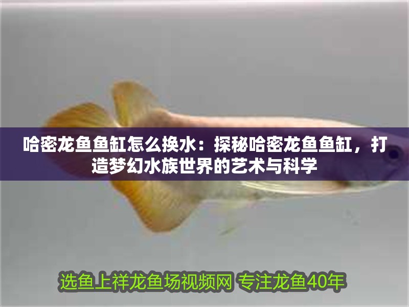 哈密龍魚魚缸怎么換水：探秘哈密龍魚魚缸，打造夢幻水族世界的藝術與科學