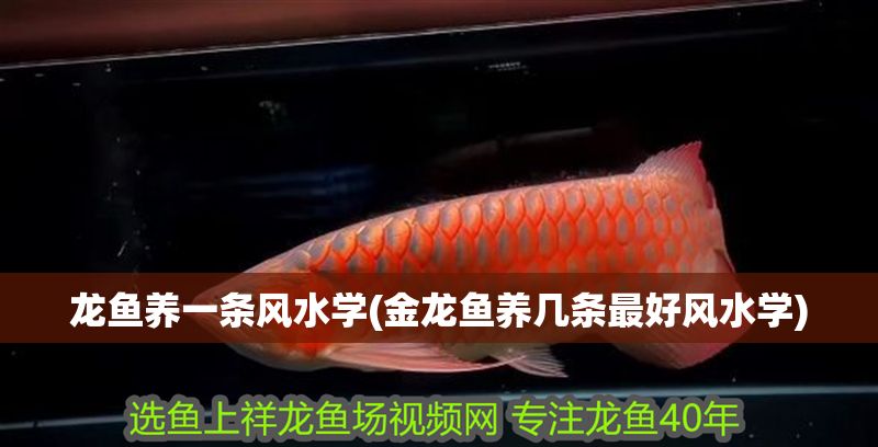 龍魚養一條風水學(金龍魚養幾條最好風水學)