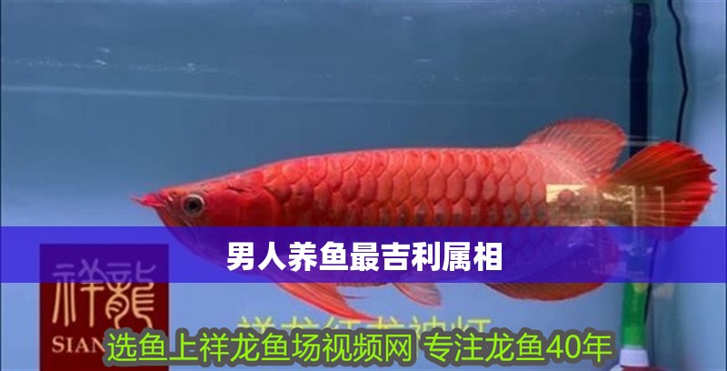 男人養(yǎng)魚最吉利屬相