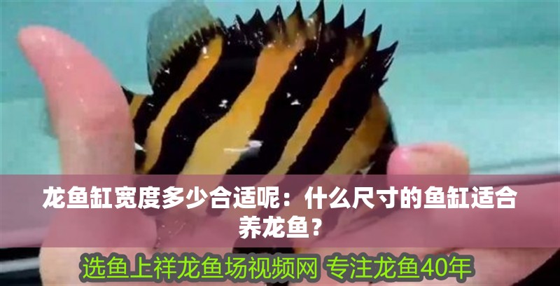 龍魚缸寬度多少合適呢：什么尺寸的魚缸適合養(yǎng)龍魚？