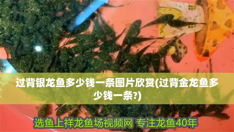 過背銀龍魚多少錢一條圖片欣賞(過背金龍魚多少錢一條?) 金龍魚百科 第1張 過背銀龍魚多少錢一條圖片欣賞(過背金龍魚多少錢一條?) 過背銀龍魚多少錢一條圖片欣賞(過背金龍魚多少錢一條?) 金龍魚百科 第1張