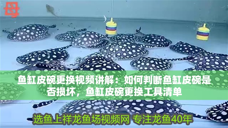 魚缸皮碗更換視頻講解：如何判斷魚缸皮碗是否損壞，魚缸皮碗更換工具清單 魚缸皮碗更換視頻講解：如何判斷魚缸皮碗是否損壞，魚缸皮碗更換工具清單 魚缸百科