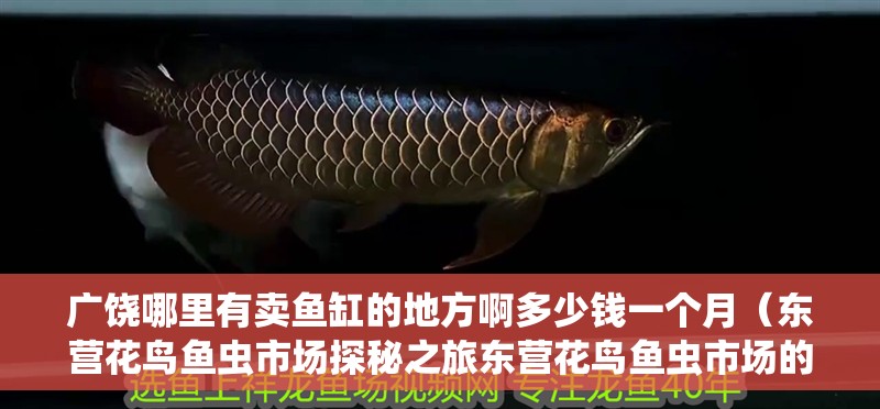 廣饒哪里有賣魚缸的地方啊多少錢一個月（東營花鳥魚蟲市場探秘之旅東營花鳥魚蟲市場的探秘之旅）