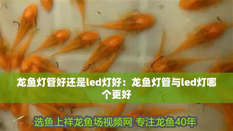 龍魚(yú)燈管好還是led燈好：龍魚(yú)燈管與led燈哪個(gè)更好