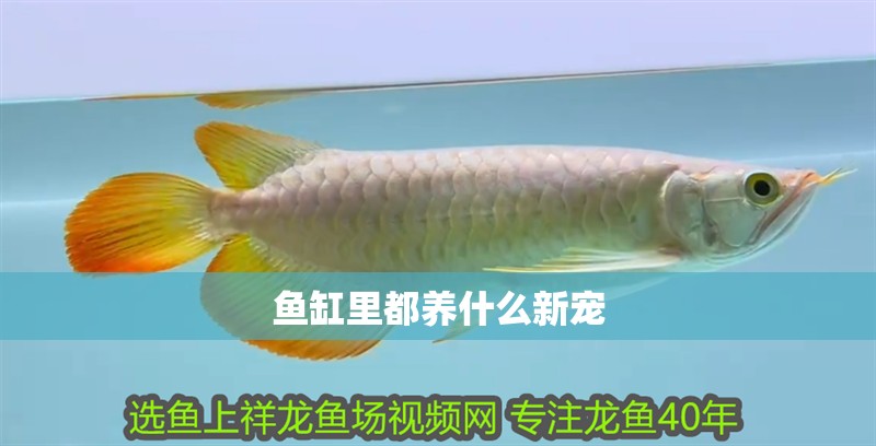 魚缸里都養什么新寵