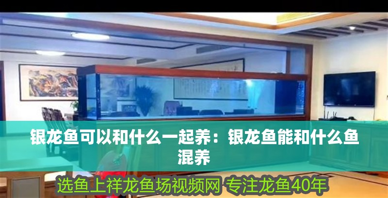 銀龍魚可以和什么一起養：銀龍魚能和什么魚混養