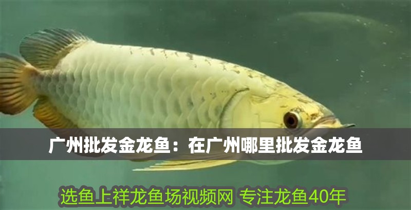 廣州批發(fā)金龍魚：在廣州哪里批發(fā)金龍魚