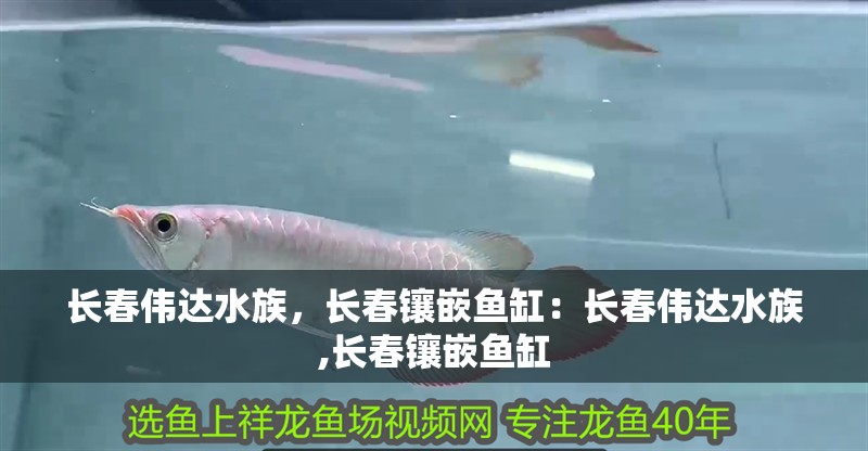長春偉達水族，長春鑲嵌魚缸：長春偉達水族,長春鑲嵌魚缸