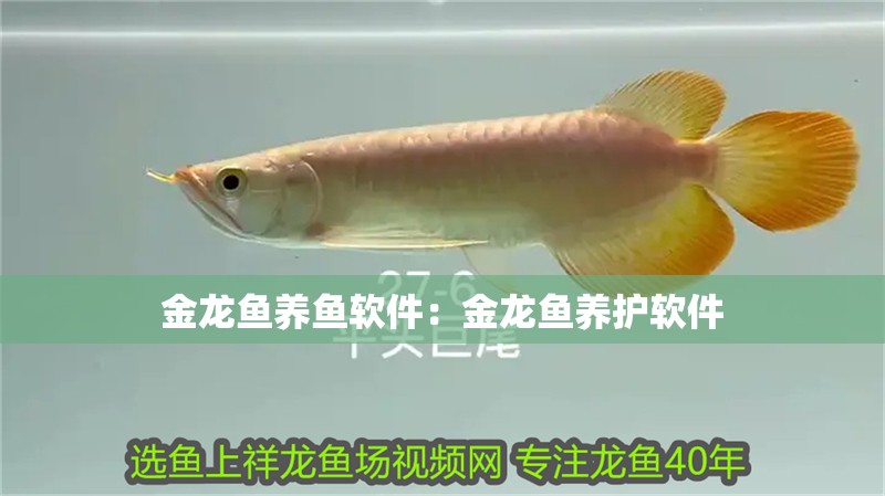 金龍魚養魚軟件：金龍魚養護軟件 金龍魚養魚軟件：金龍魚養護軟件 龍魚百科