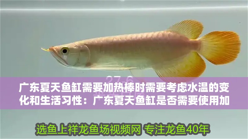 廣東夏天魚缸需要加熱棒時需要考慮水溫的變化和生活習性：廣東夏天魚缸是否需要使用加熱棒