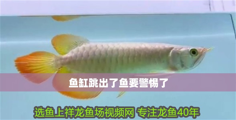 魚缸跳出了魚要警惕了
