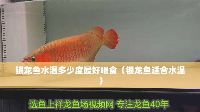 銀龍魚水溫多少度最好喂食（銀龍魚適合水溫）