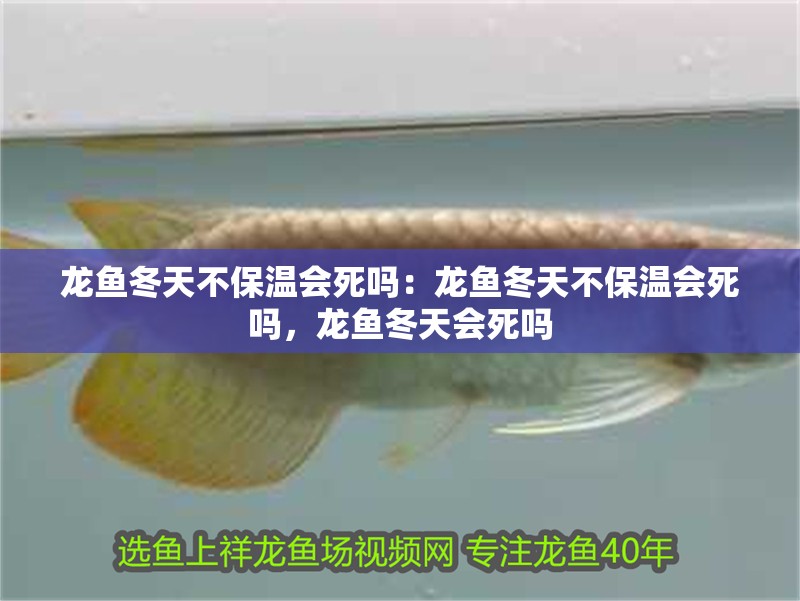 龍魚冬天不保溫會死嗎：龍魚冬天不保溫會死嗎，龍魚冬天會死嗎