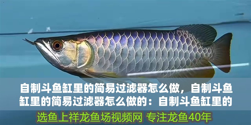 自制斗魚缸里的簡易過濾器怎么做，自制斗魚缸里的簡易過濾器怎么做的：自制斗魚缸里的簡易過濾器怎么做