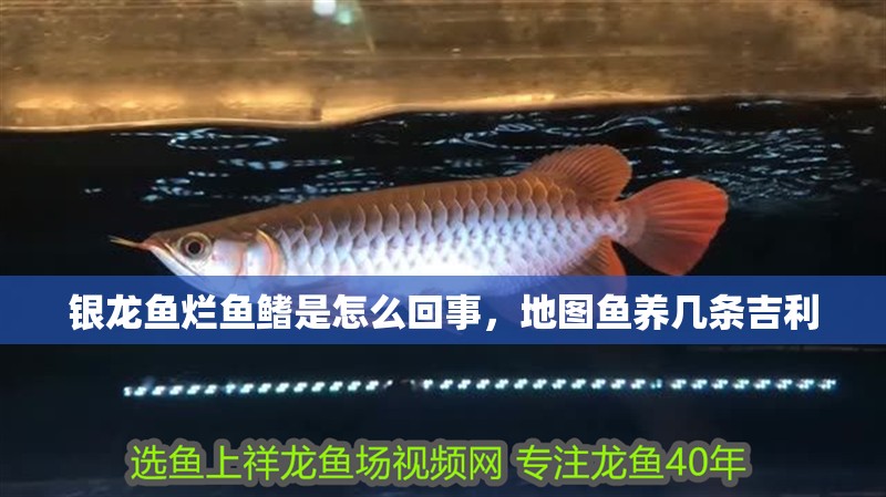 銀龍魚爛魚鰭是怎么回事，地圖魚養幾條吉利