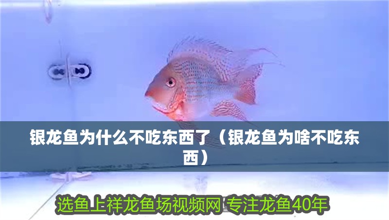 銀龍魚為什么不吃東西了（銀龍魚為啥不吃東西）