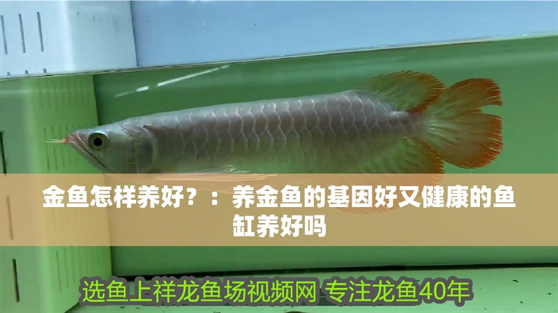 金魚怎樣養好？：養金魚的基因好又健康的魚缸養好嗎