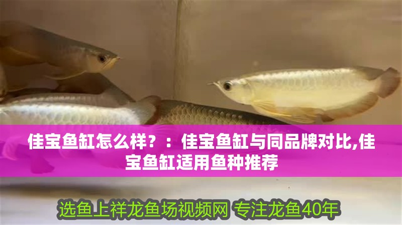 佳寶魚缸怎么樣？：佳寶魚缸與同品牌對比,佳寶魚缸適用魚種推薦