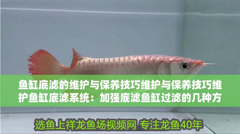 魚缸底濾的維護與保養技巧維護與保養技巧維護魚缸底濾系統：加強底濾魚缸過濾的幾種方法