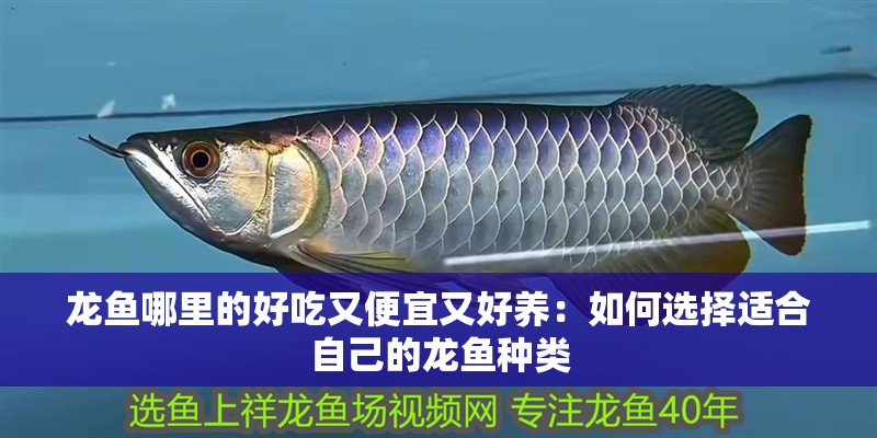 龍魚哪里的好吃又便宜又好養(yǎng)：如何選擇適合自己的龍魚種類
