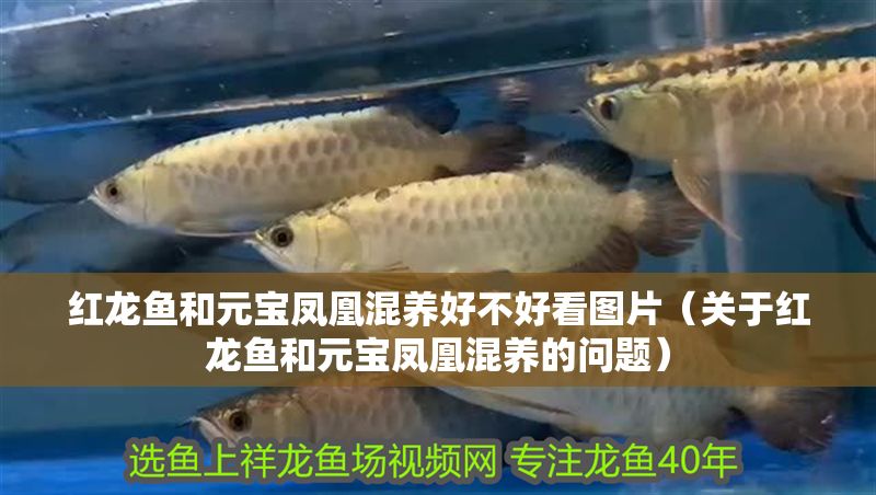 紅龍魚和元寶鳳凰混養好不好看圖片（關于紅龍魚和元寶鳳凰混養的問題） 紅龍魚和元寶鳳凰混養好不好看圖片（關于紅龍魚和元寶鳳凰混養的問題） 元寶鳳凰魚百科 第1張