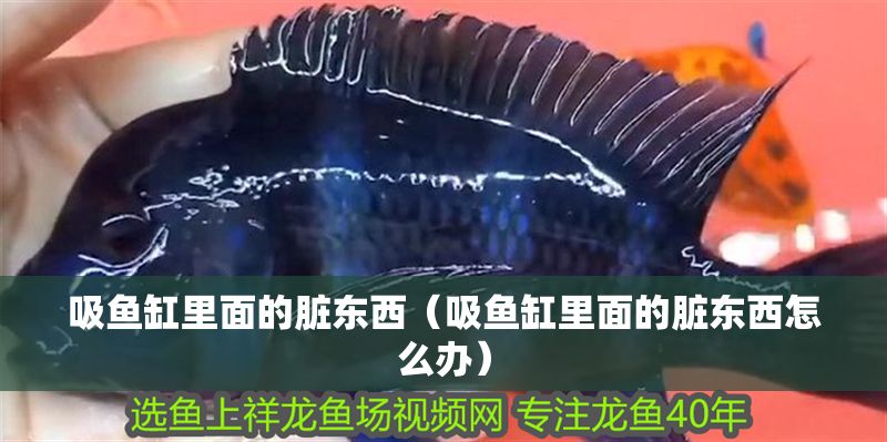吸魚缸里面的臟東西（吸魚缸里面的臟東西怎么辦）