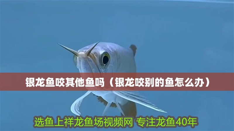 銀龍魚咬其他魚嗎（銀龍咬別的魚怎么辦）