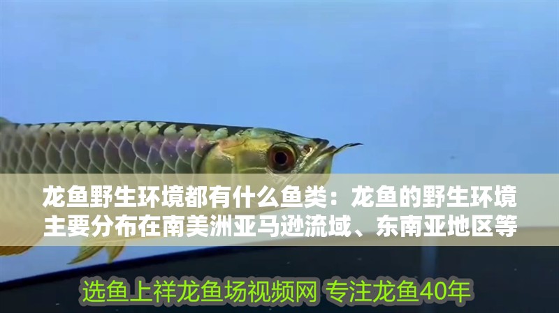 龍魚野生環(huán)境都有什么魚類：龍魚的野生環(huán)境主要分布在南美洲亞馬遜流域、東南亞地區(qū)等地